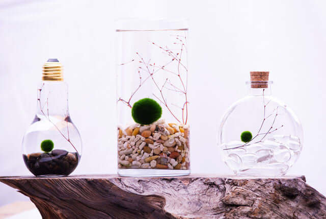 Top 3 Reasons why You Should buy a Marimo Moss Ball