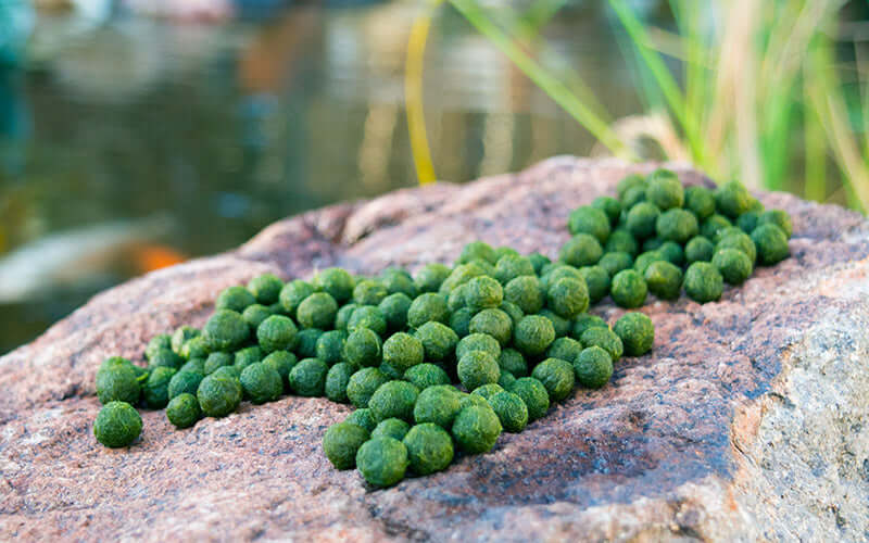 Moss Ball Python The Great Question Answered: Where Do Moss Ball Pet Babies Come From?