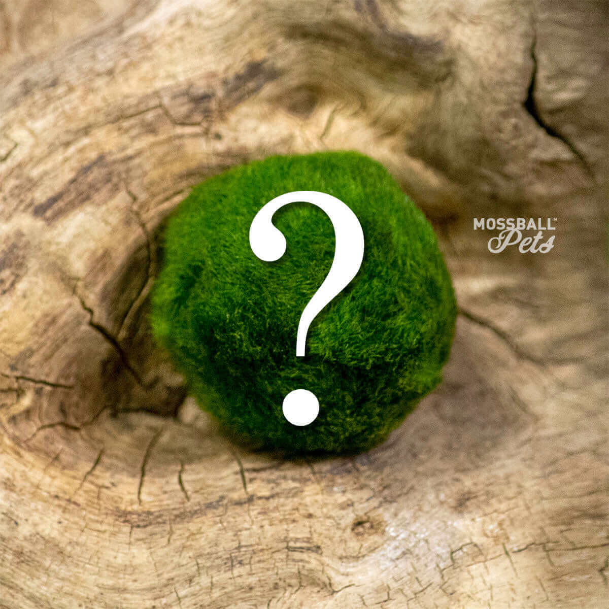 What Should I Name My Moss Ball Pet? | Marimo Name Ideas Inside 🟢