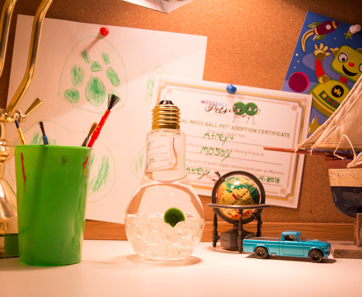 Marimo moss ball terrarium as a class pet on a student's desk