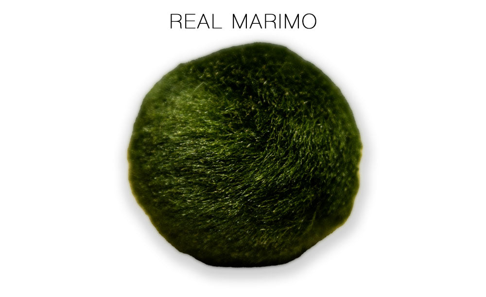 Marimo Moss Balls vs. Java Moss Balls: How to Spot the Difference