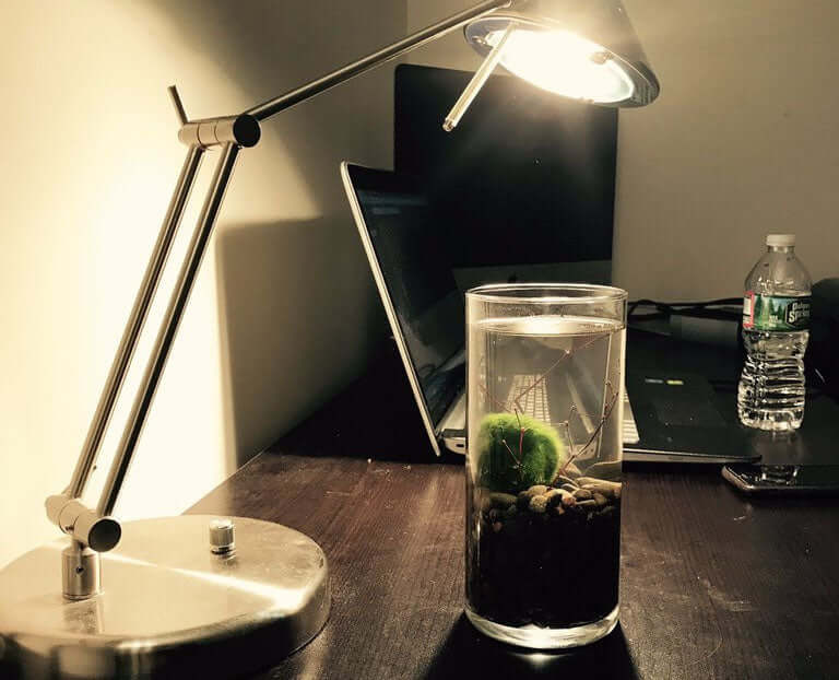 Should You have a Moss Ball Terrarium in Your Office?