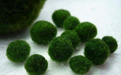 Marimo Moss Ball Pet Basics