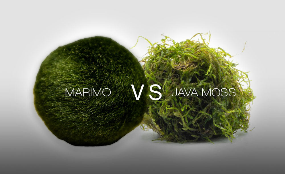 Marimo Moss Balls vs. Java Moss Balls: How to Spot the Difference