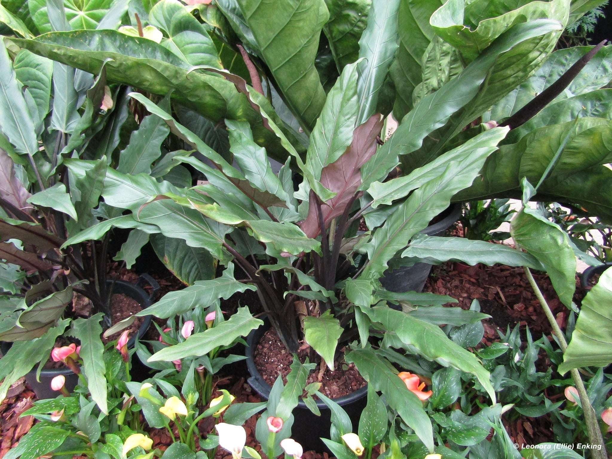 Purple Sword Alocasia Care Guide | Grow a Stunning Plant