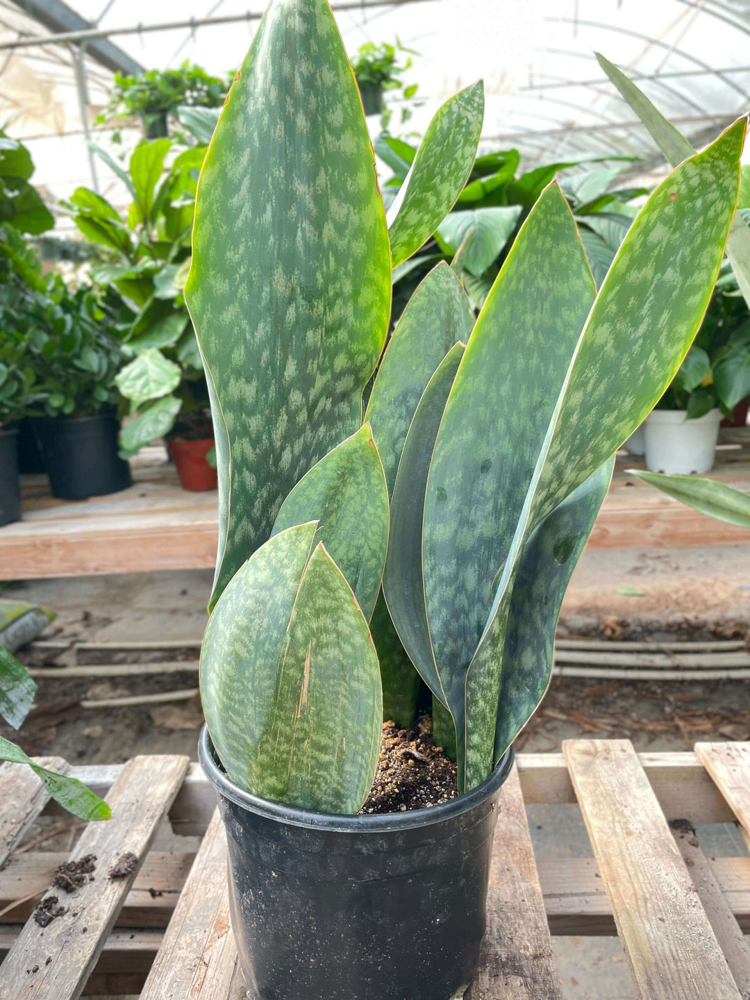 10 sansevieria Snake Plant 'Mason Congo'
