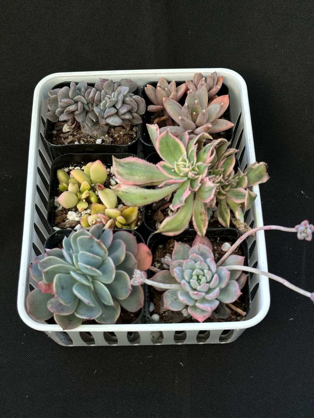15-pack of colorful 2" succulents