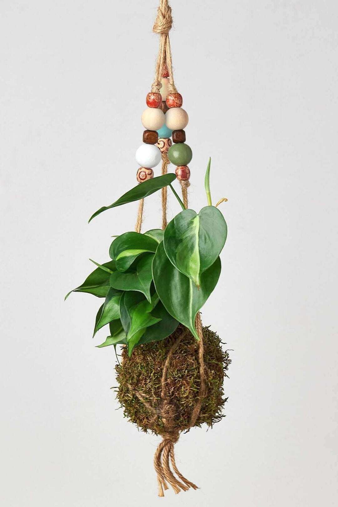 beads on pothos Bead Kokedama Moss Ball Hanging Plant Size Brasil