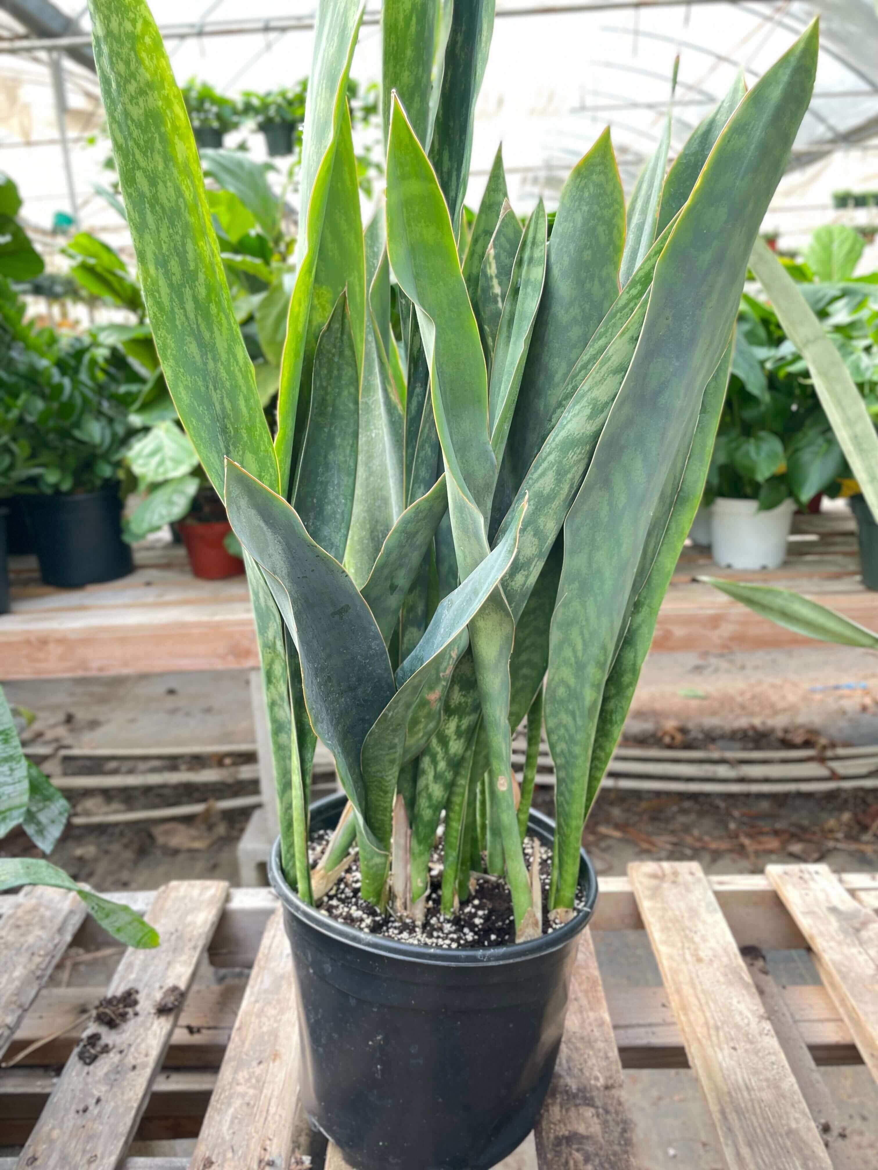 large real snake plant Snake Plant 'Silver Queen'
