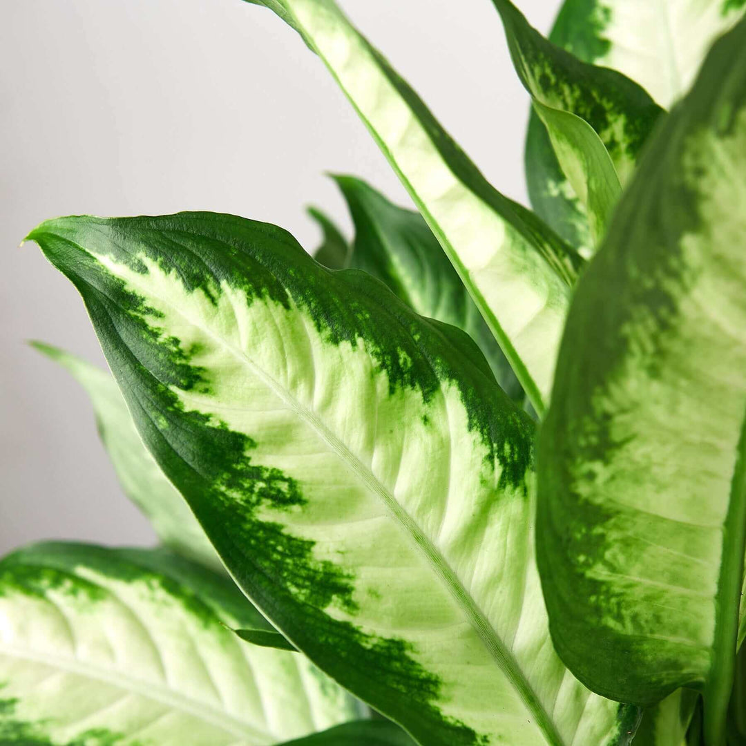 dieffenbachia maculata camille Dieffenbachia Camille