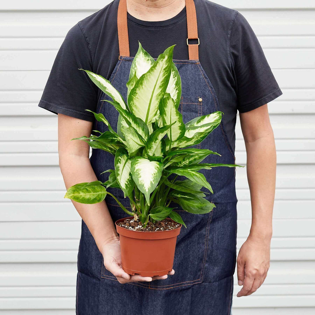 dieffenbachia giftig baby Dieffenbachia Camille
