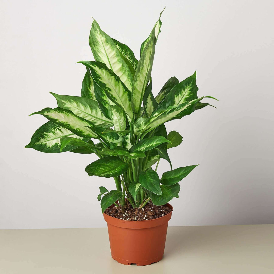 dieffenbachia giftig baby Dieffenbachia Camille