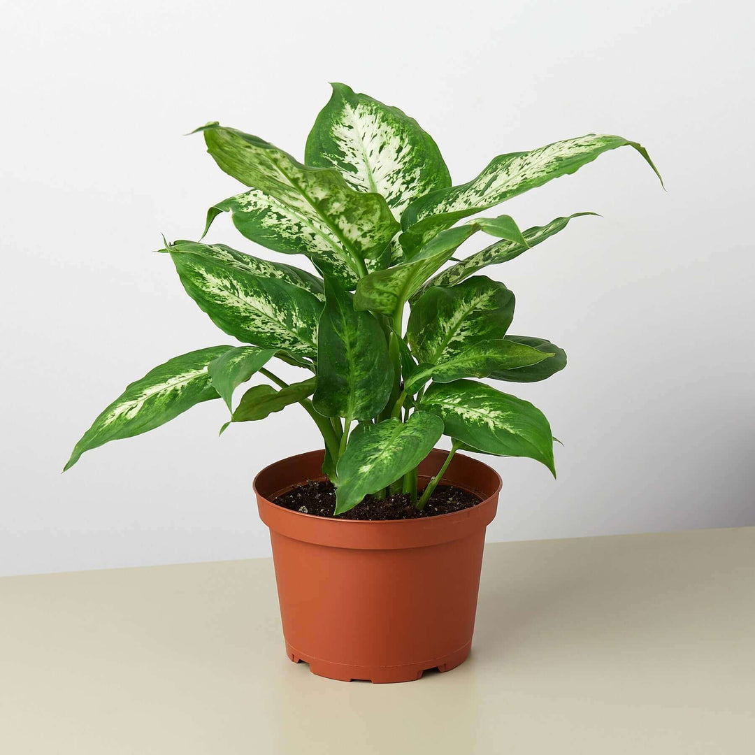 dieffenbachia amoena tropic snow poison Dieffenbachia 'Tropic Snow'