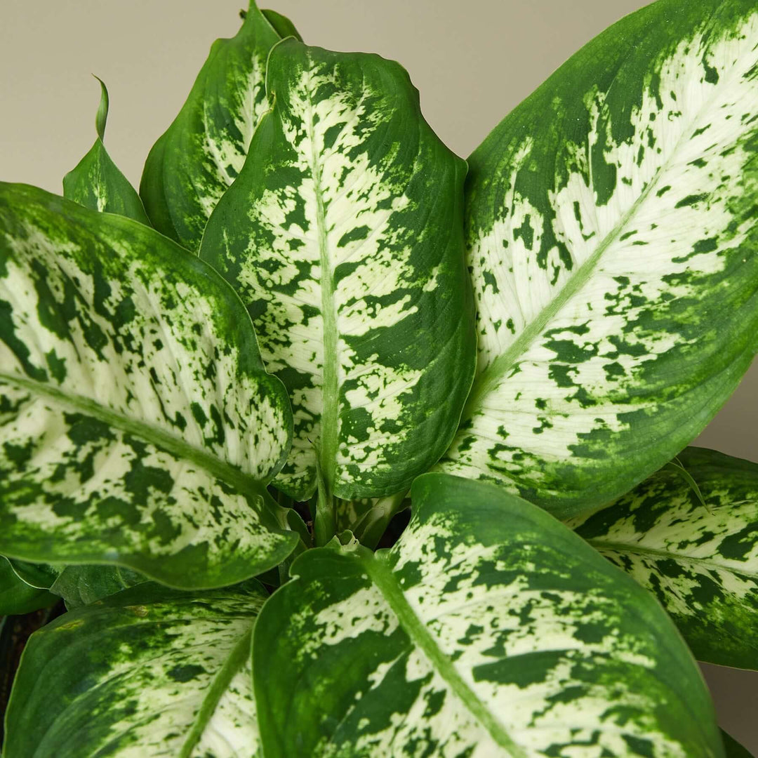 dieffenbachia marina Dieffenbachia Tropic Snow
