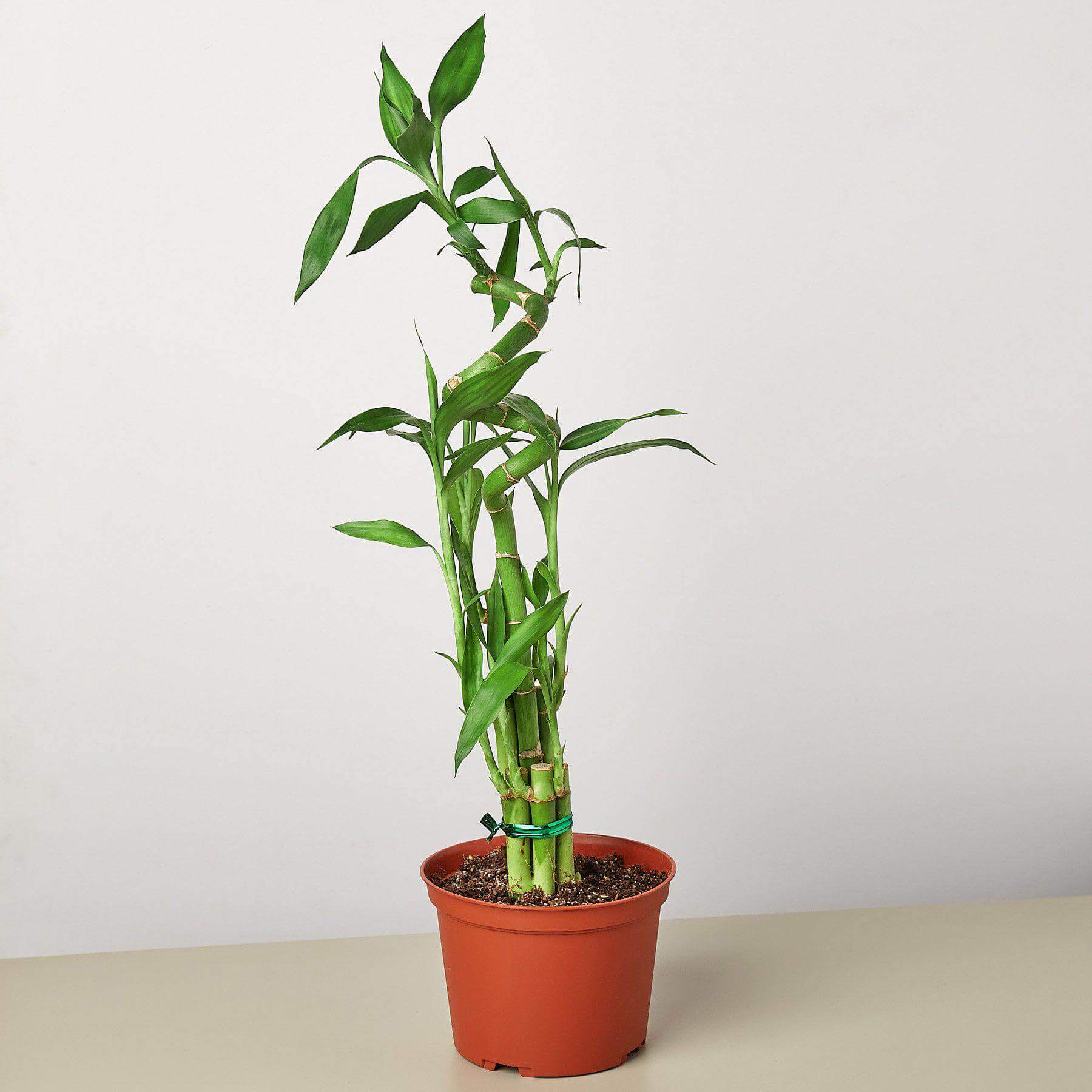 Dracaena 'Lucky Bamboo' - Thumbnail 2