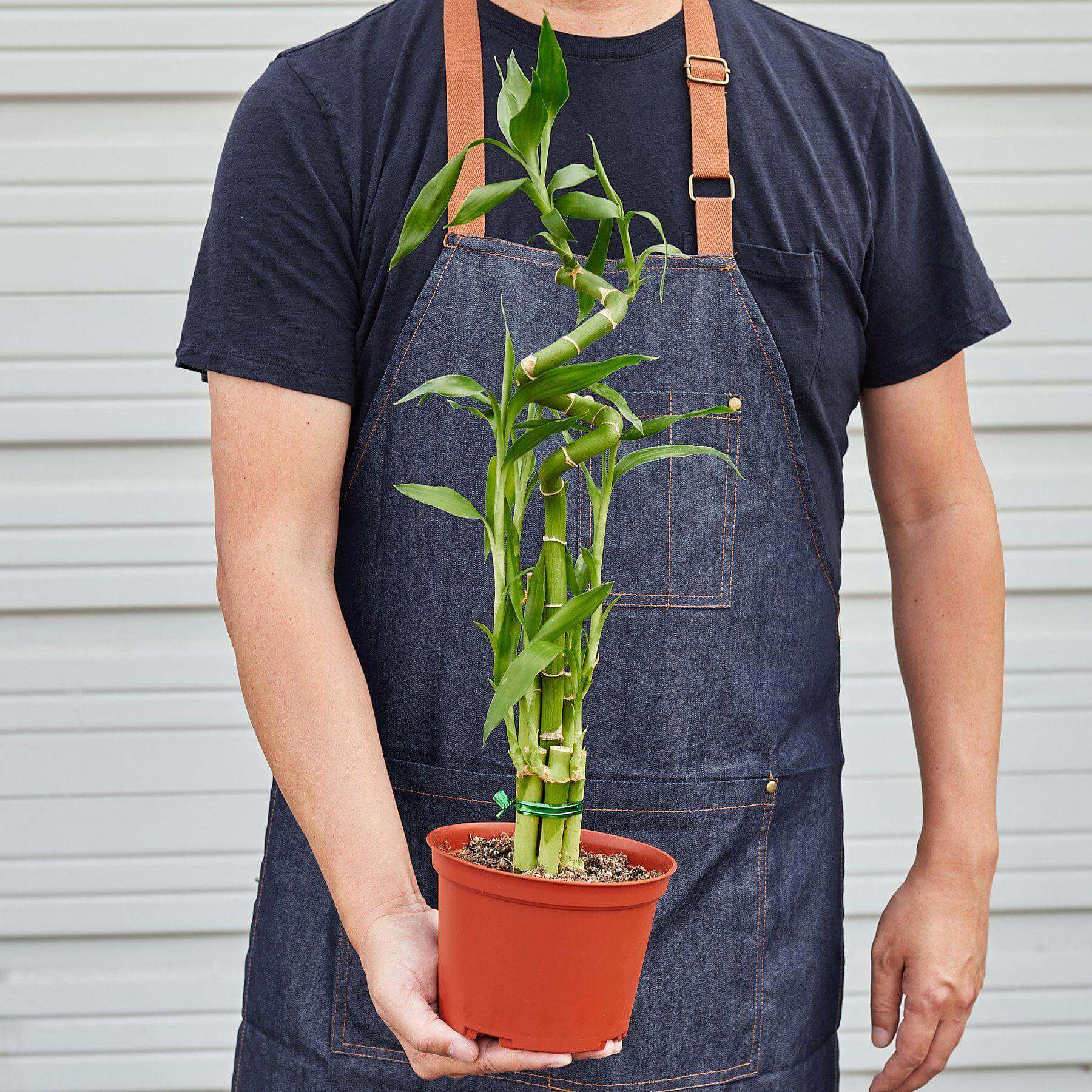 Dracaena 'Lucky Bamboo' - Thumbnail 5