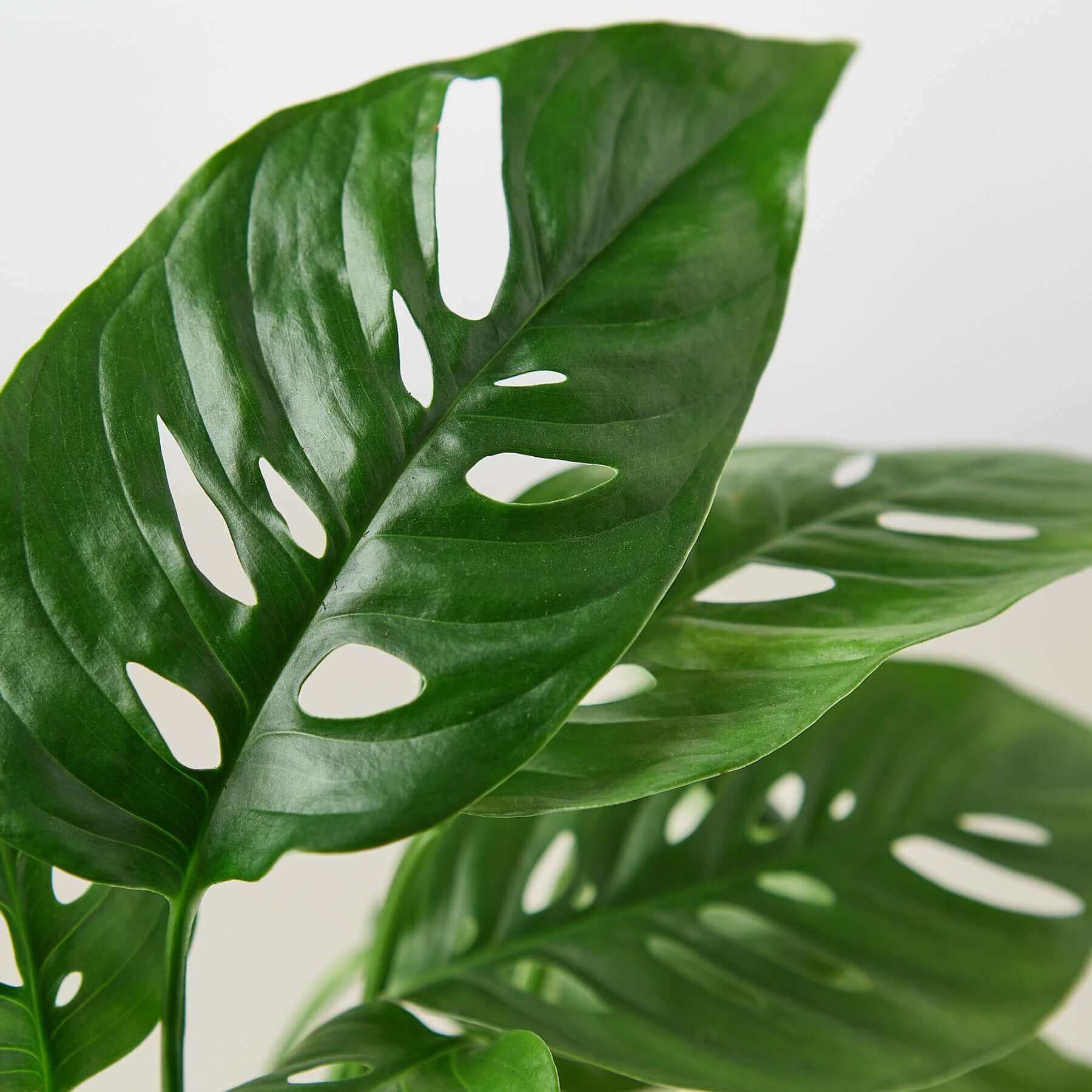 monstera adansonii singapore Monstera Adansonii 'Swiss Cheese'