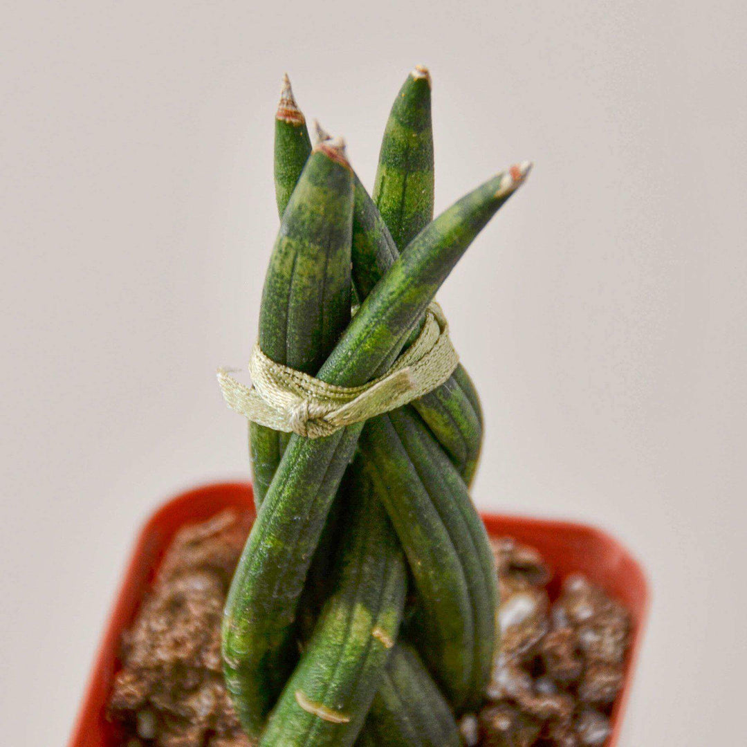 sansevieria snake plant in woven river grass Snake Plant 'Braided'