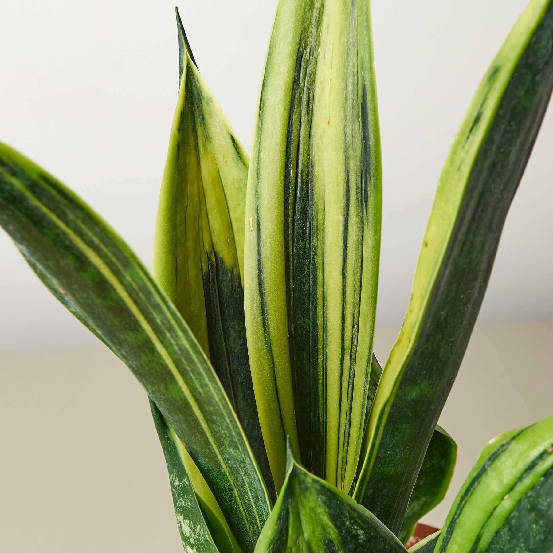 golden flame vs futura superba snake plant 4” Snake Plant Golden Flame