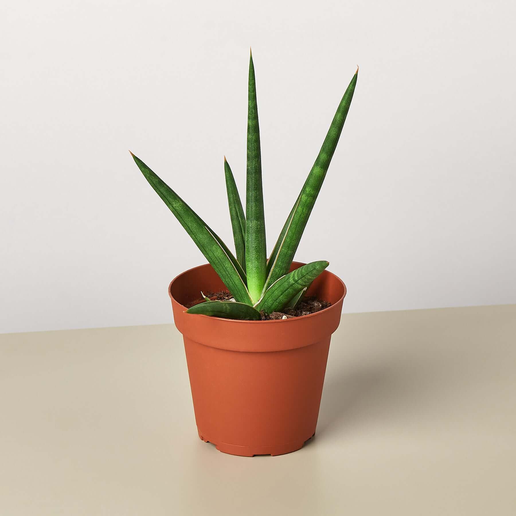 snake plant in malay Snake Plant 'Stuckii'