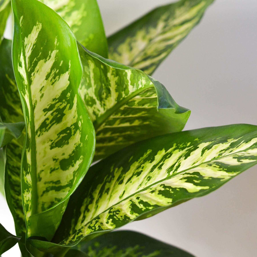 dieffenbachia wikipedia Dieffenbachia 'Tropic Snow'
