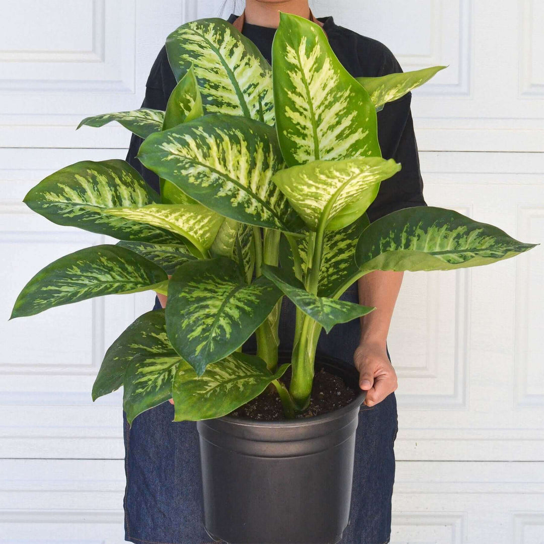 dieffenbachia maria Dieffenbachia Tropic Snow