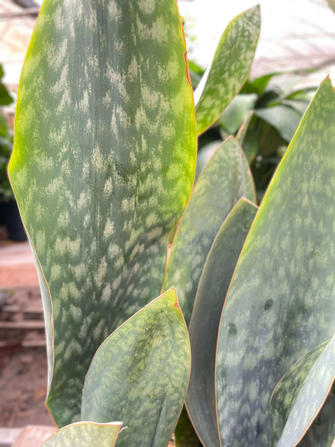 sansevieria mason's congo Snake Plant 'Mason Congo'