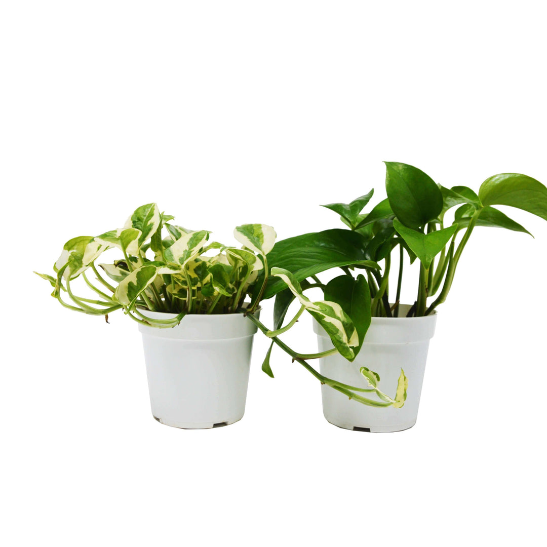 multi pack plant pots 4" Pot
