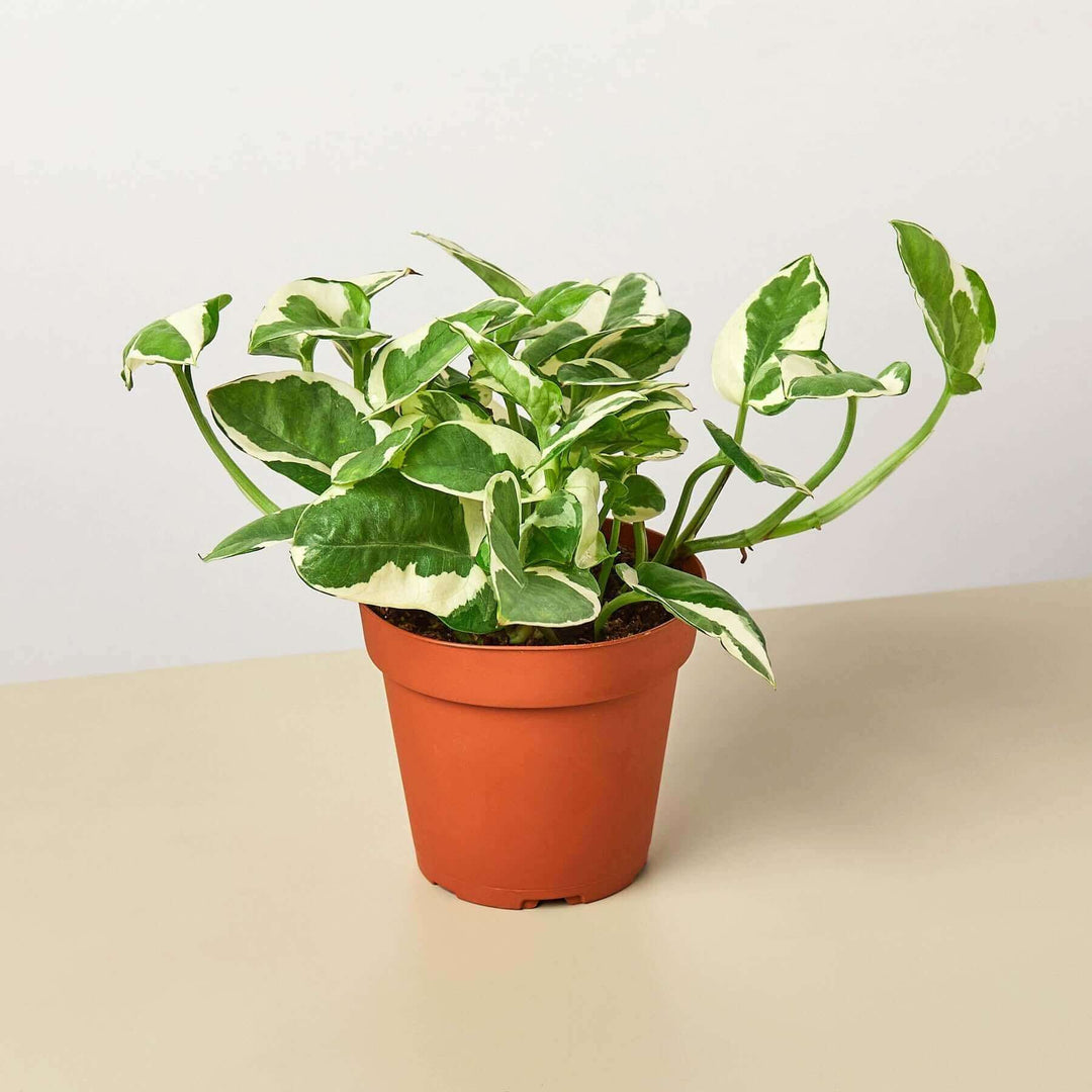 pothos n joy in water Pothos 'N'joy'