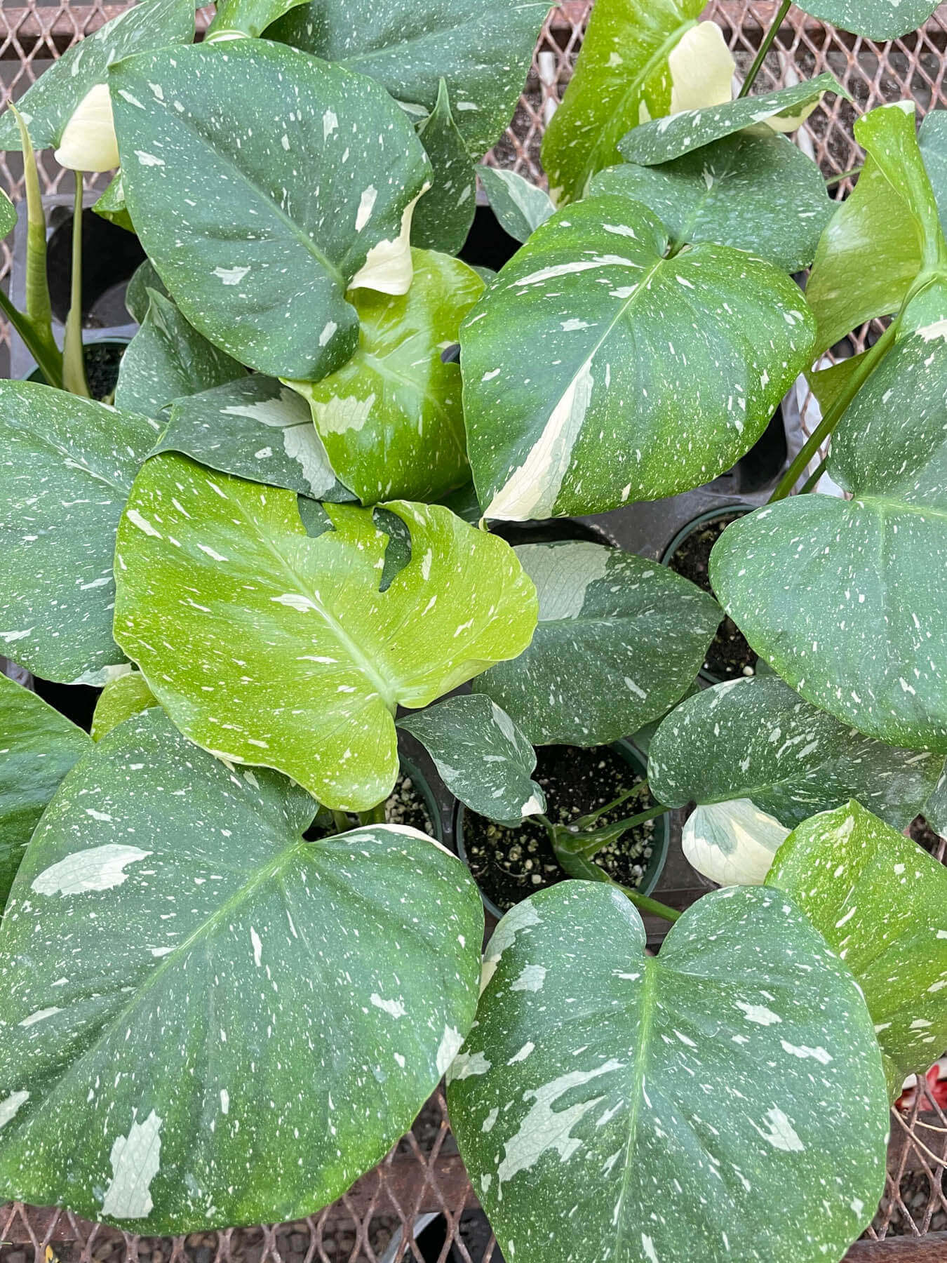 モンステラ・ポトス Monstera 'Thai Constellation Select' Monstera 'Thai Constellation' - Mountain Crest Gardens