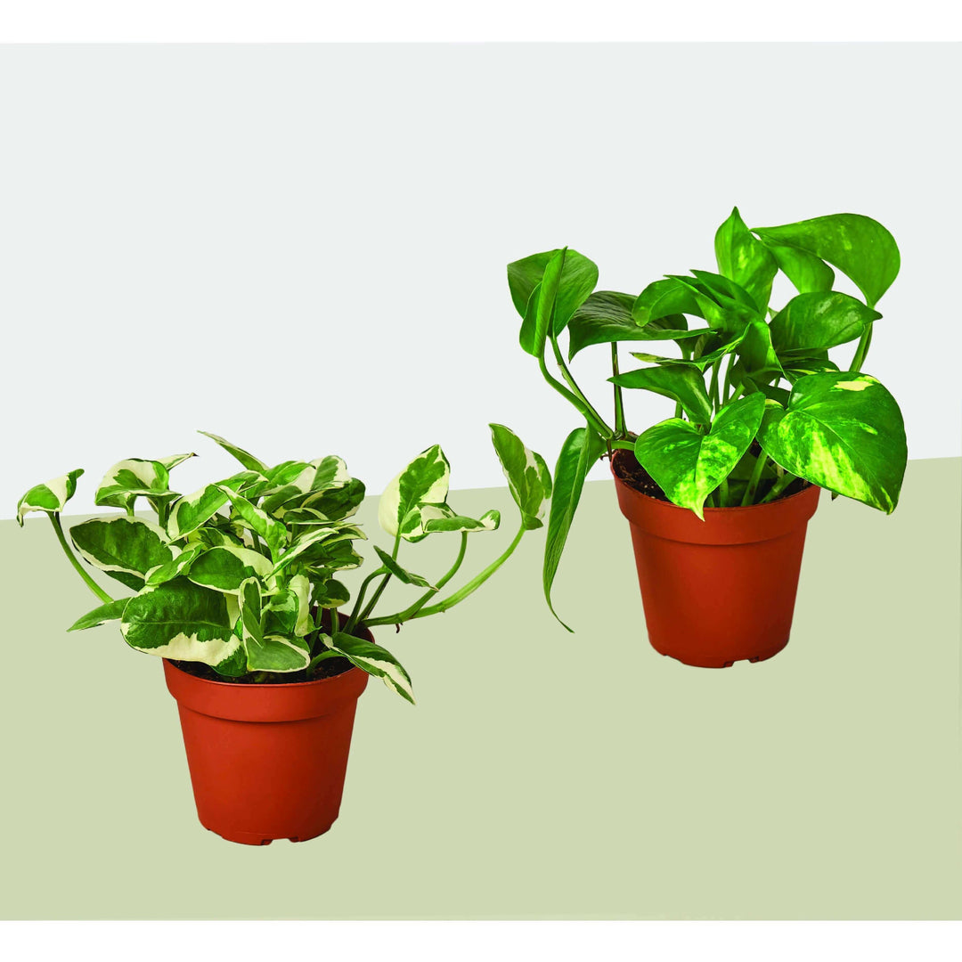 multi pack plant pots 2 Pothos Variety Pack / 4" Pot / Live Plant / Home and Garden Plants