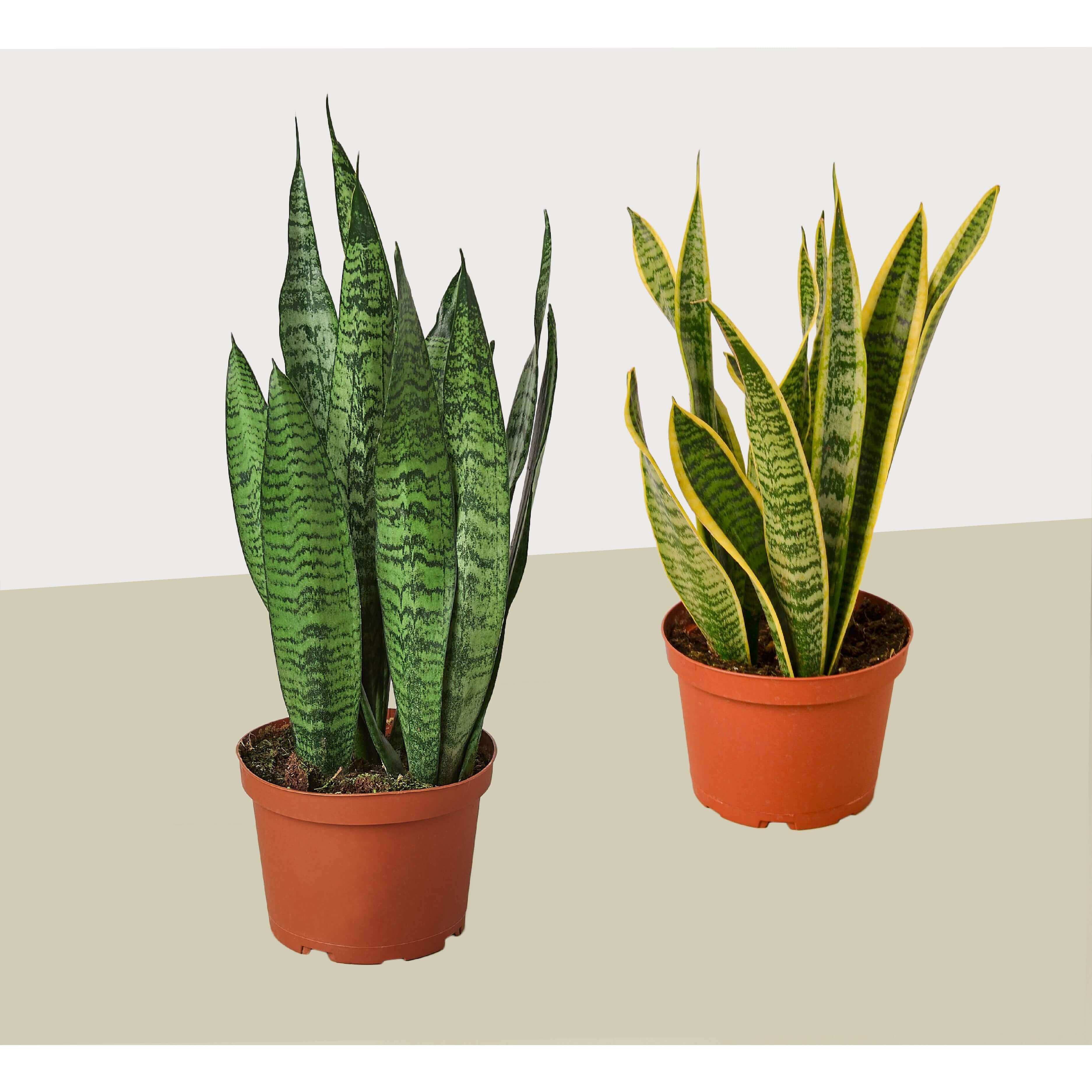 snake plant variety pack 6" Sanseveria in Ceramic Pot