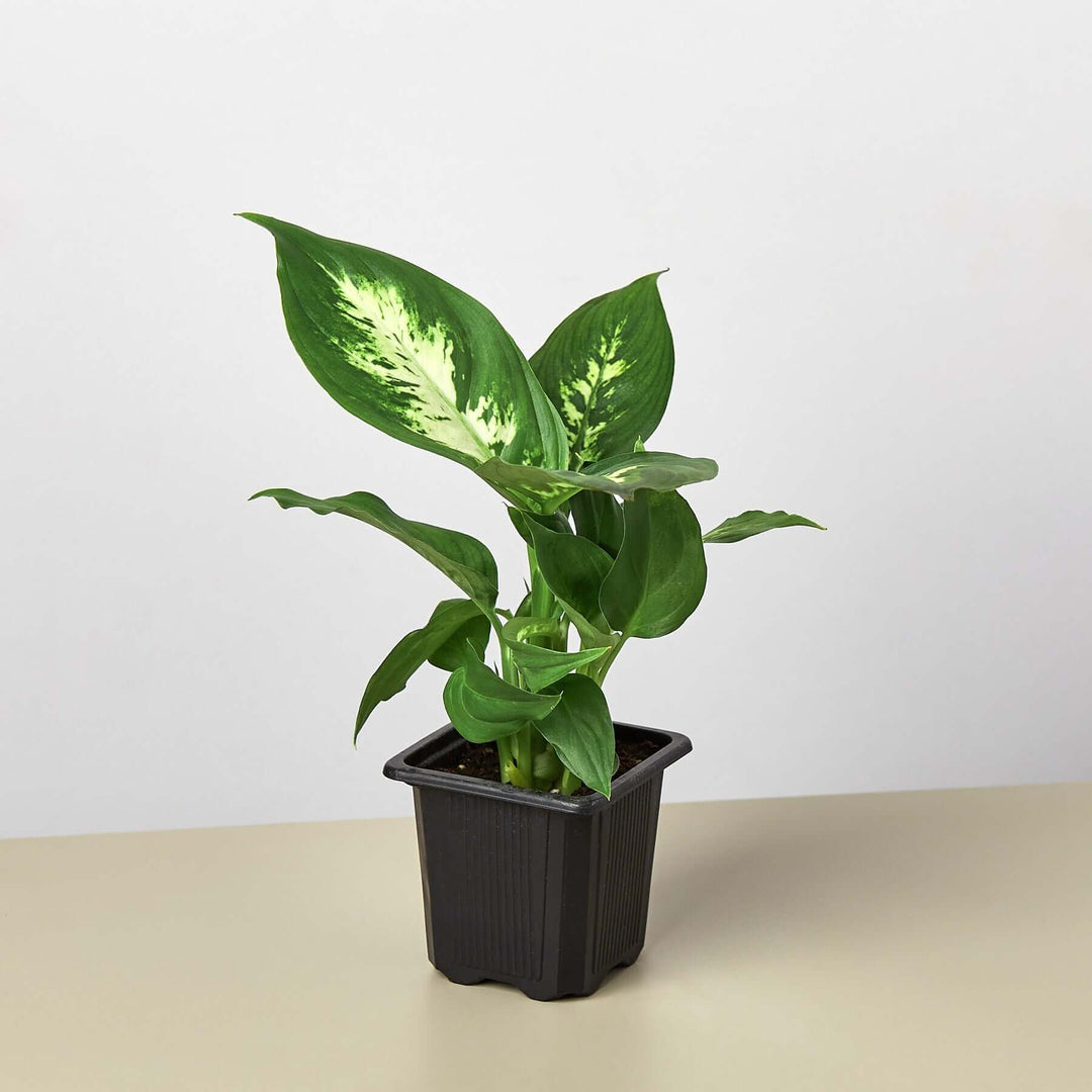 dieffenbachia babues Dieffenbachia Camille