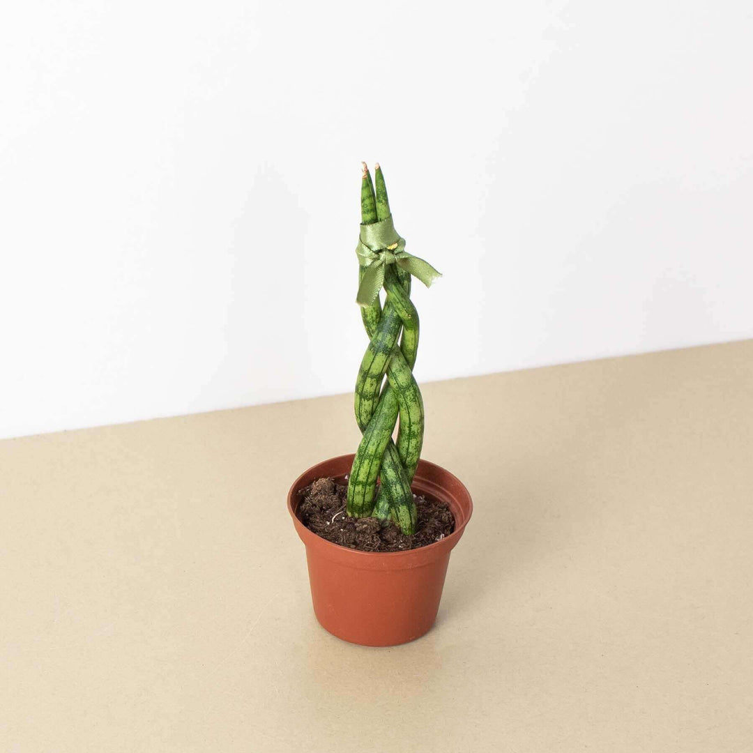 bonsai snake plant Snake Plant 'Braided'
