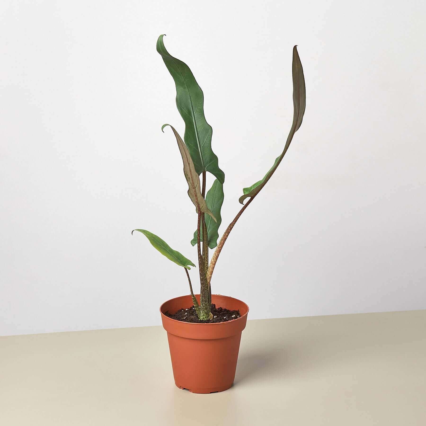 Alocasia 'Purple Sword'