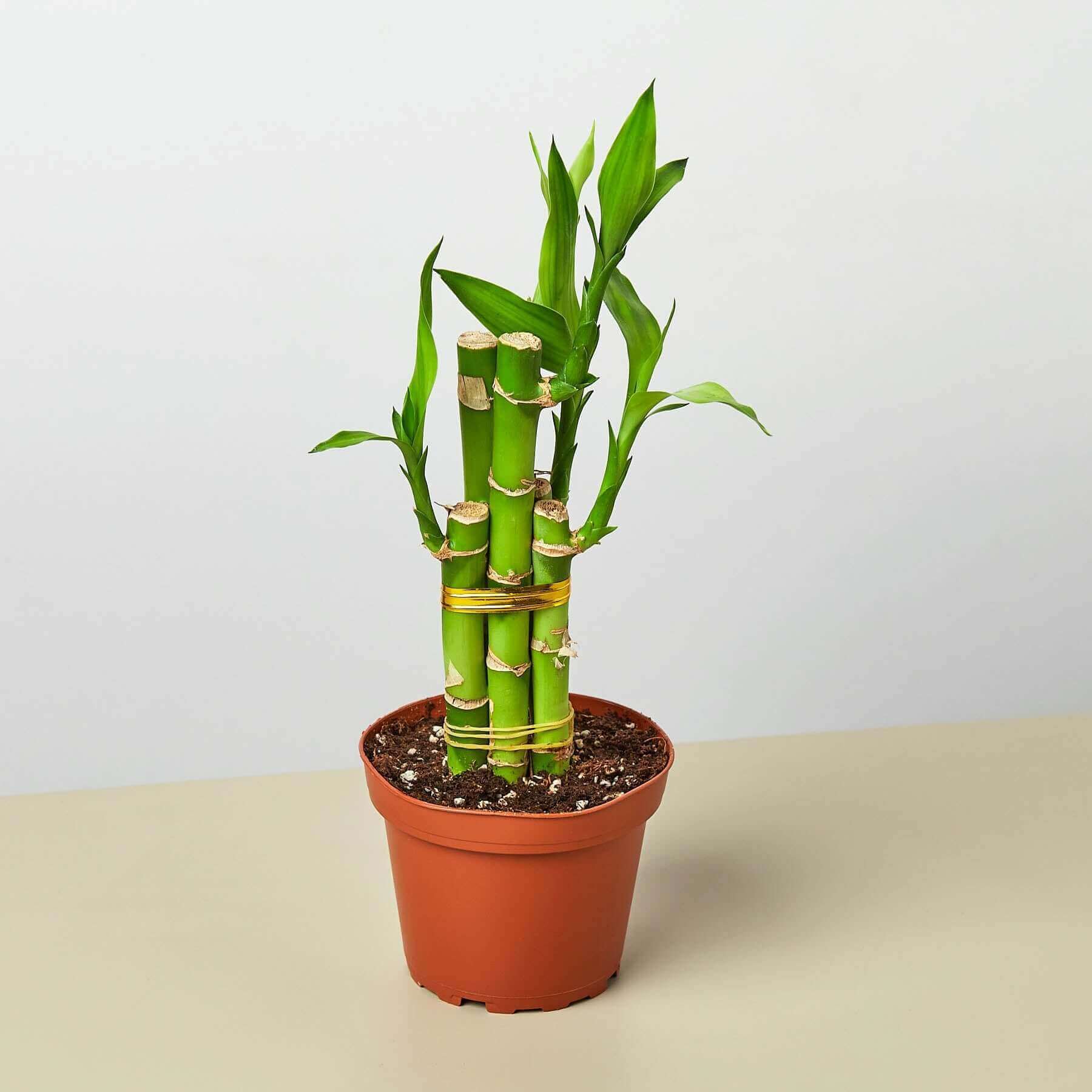 Dracaena 'Lucky Bamboo' - Thumbnail 3
