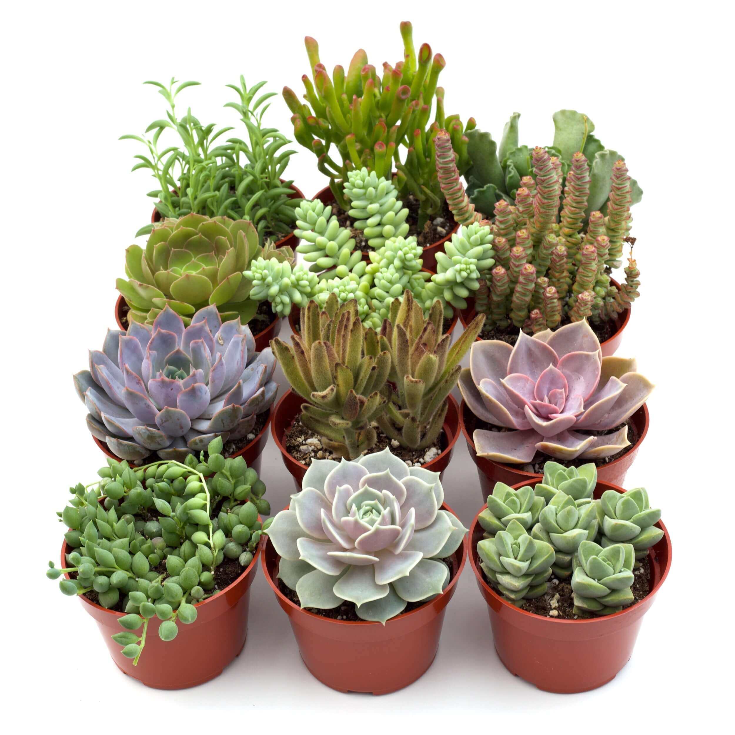 Succulent Box newest - Variety of 12