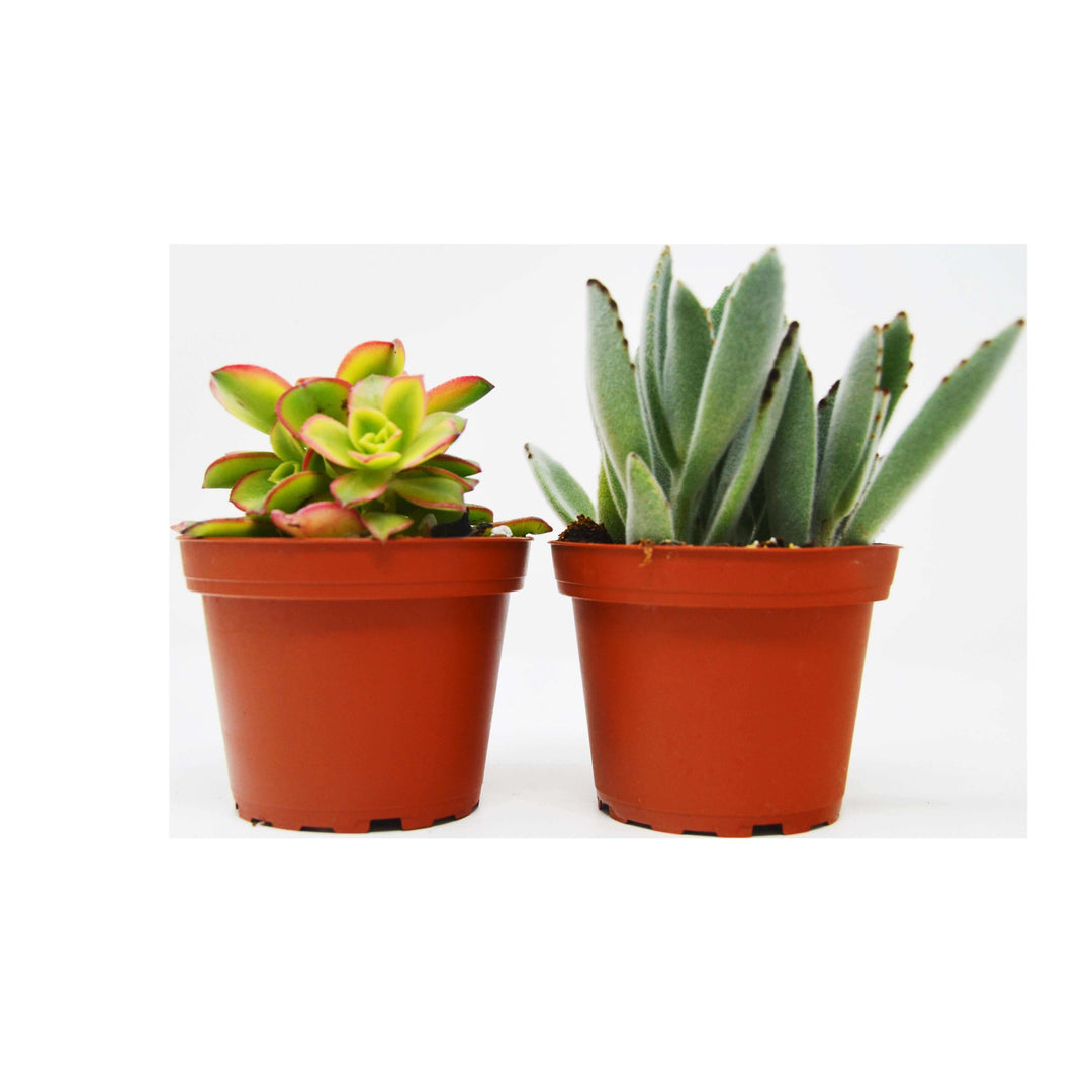 2 Succulent Variety Pack / 4" Pot / Live Home and Garden Plant