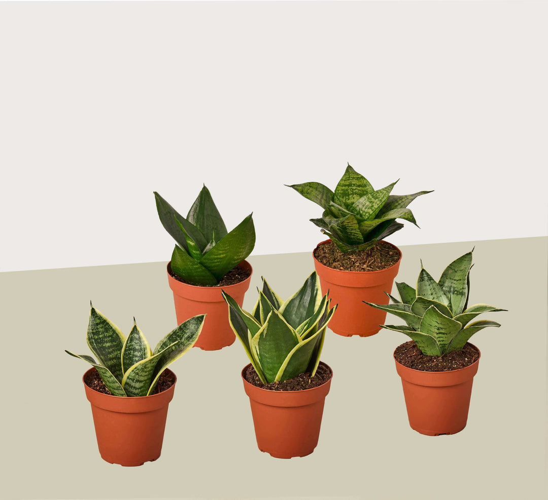 5 Different Snake Plants in 4" Pots - Sansevieria - Live Plant - FREE Care Guide