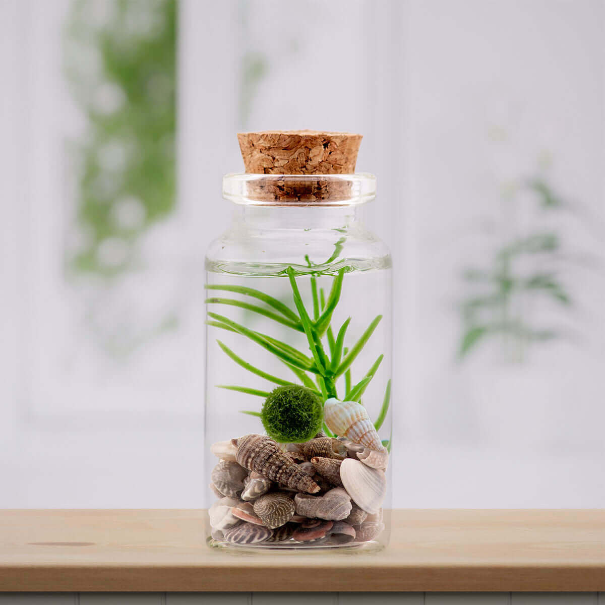 Moss Ball Pets Buy Premium Marimo Elevate Your Space