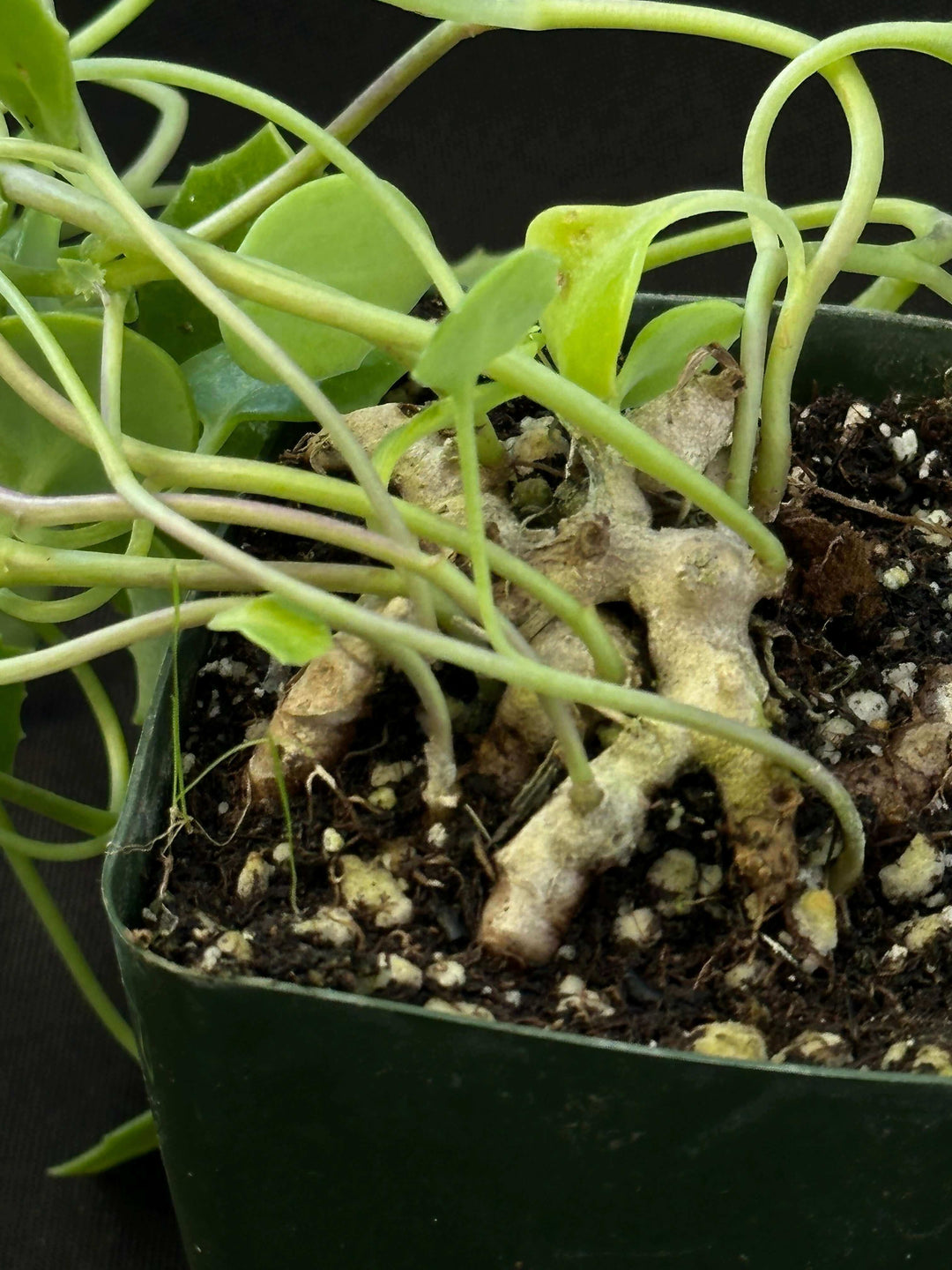 Senecio oxyriifolius - caudex plant