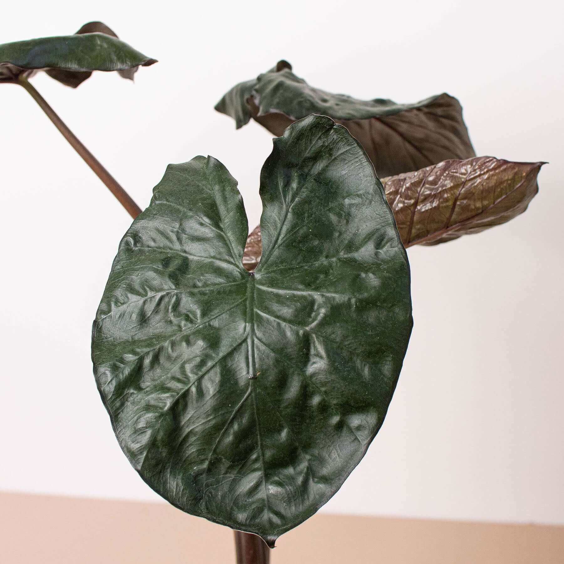 2x Alocasia serendipity var+Epimable var