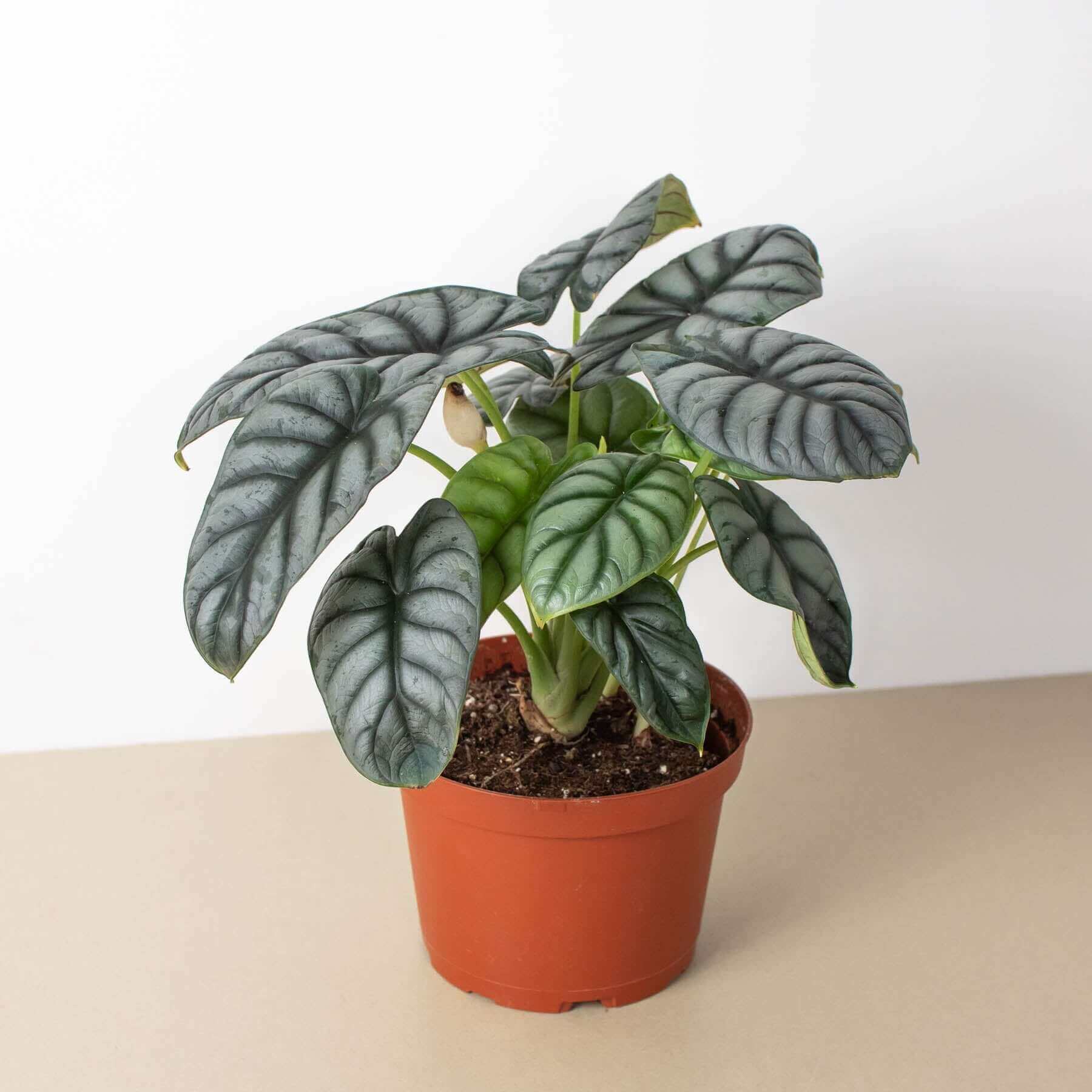 P*.様 【珍希少】Alocasia'silver dragon'varigat Alocasia 'Silver Dragon'