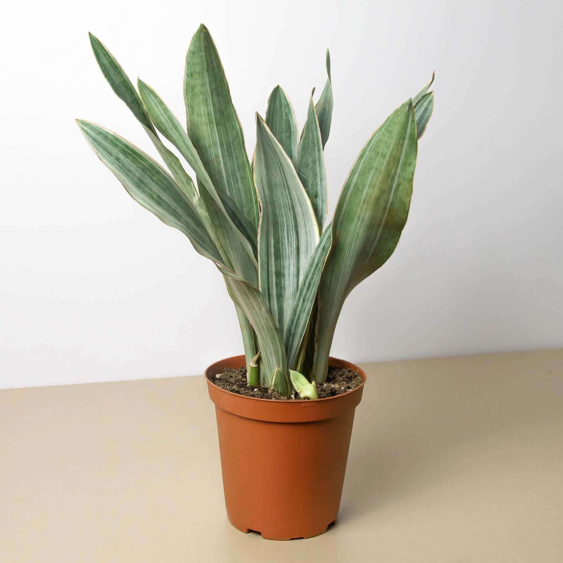 sansevieria metallica Sansevieria Sayuri Live Plant - Silver Metallica Snake Plant