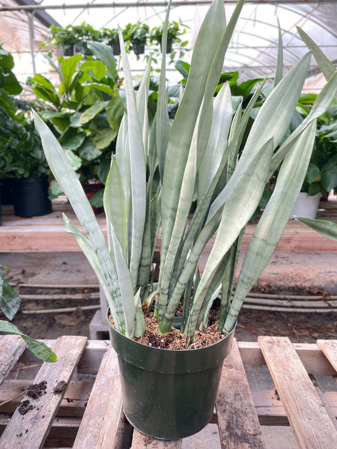 perennial snake plant Snake Plant 'Metallica'
