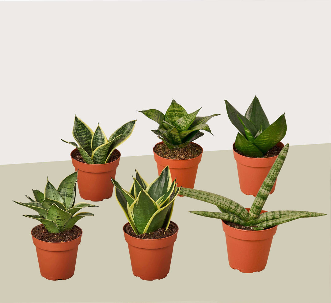 6 Snake Plant Variety (Sansevieria) / 4" Pot / Live Plant