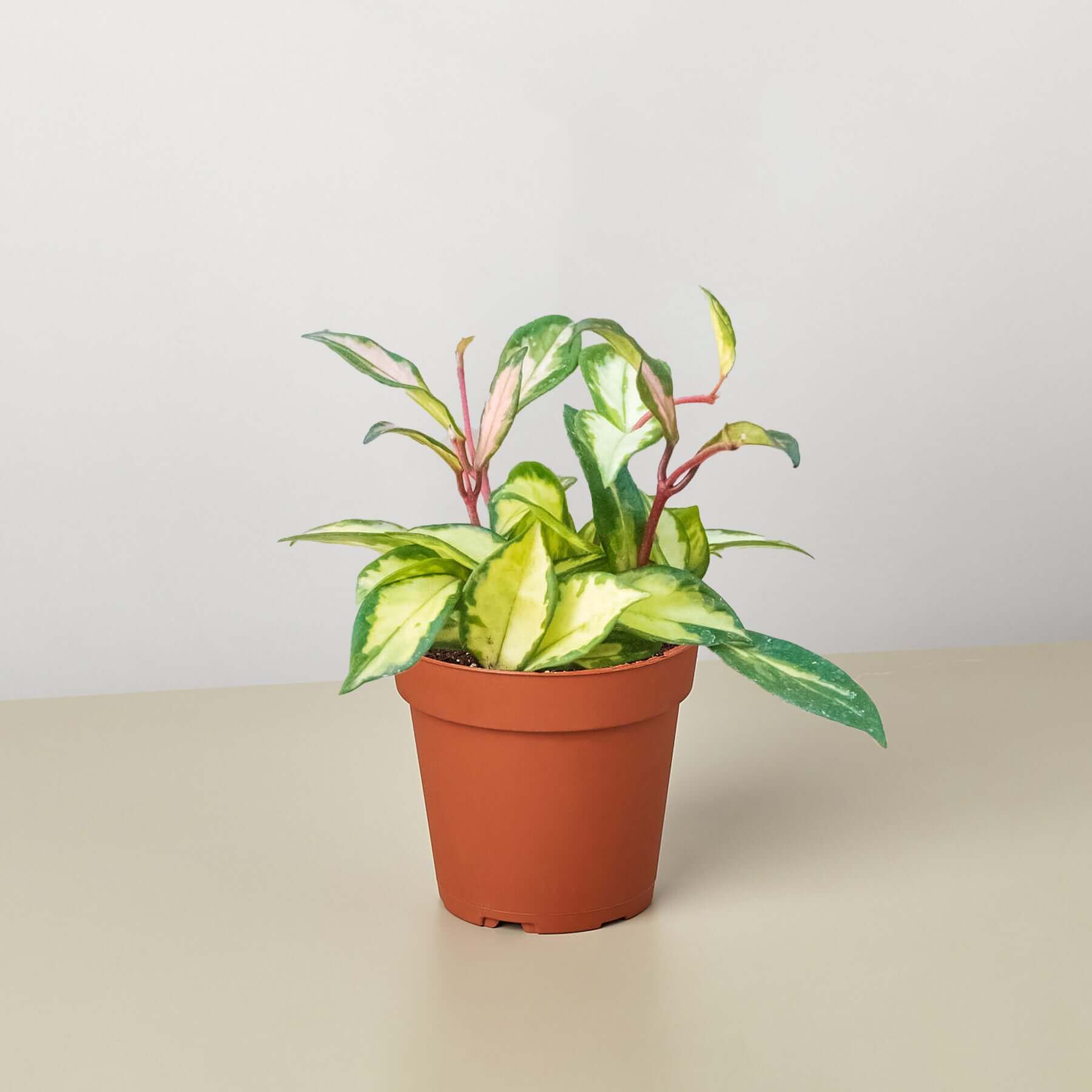 メロ　YOSA チタニウム「神の手」カッサ#9157 Hoya Carnosa 'Krimson Princess'