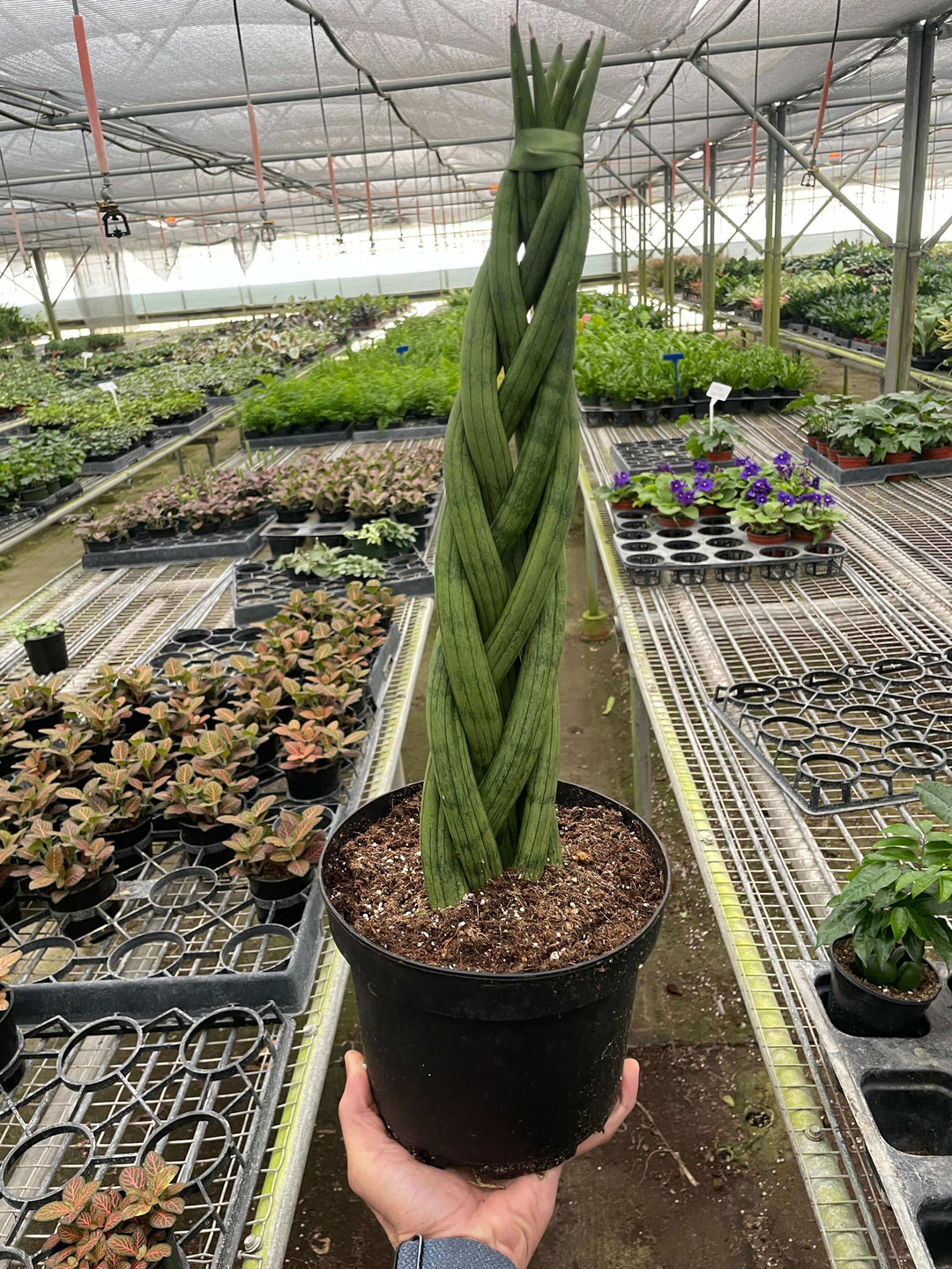 braided cylindrical snake plant Snake Plant 'Braided'
