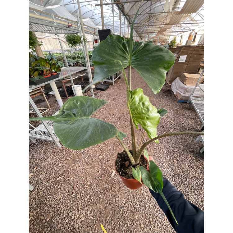 Square view of a young Alocasia 'Stingray' held up in a greenhouse