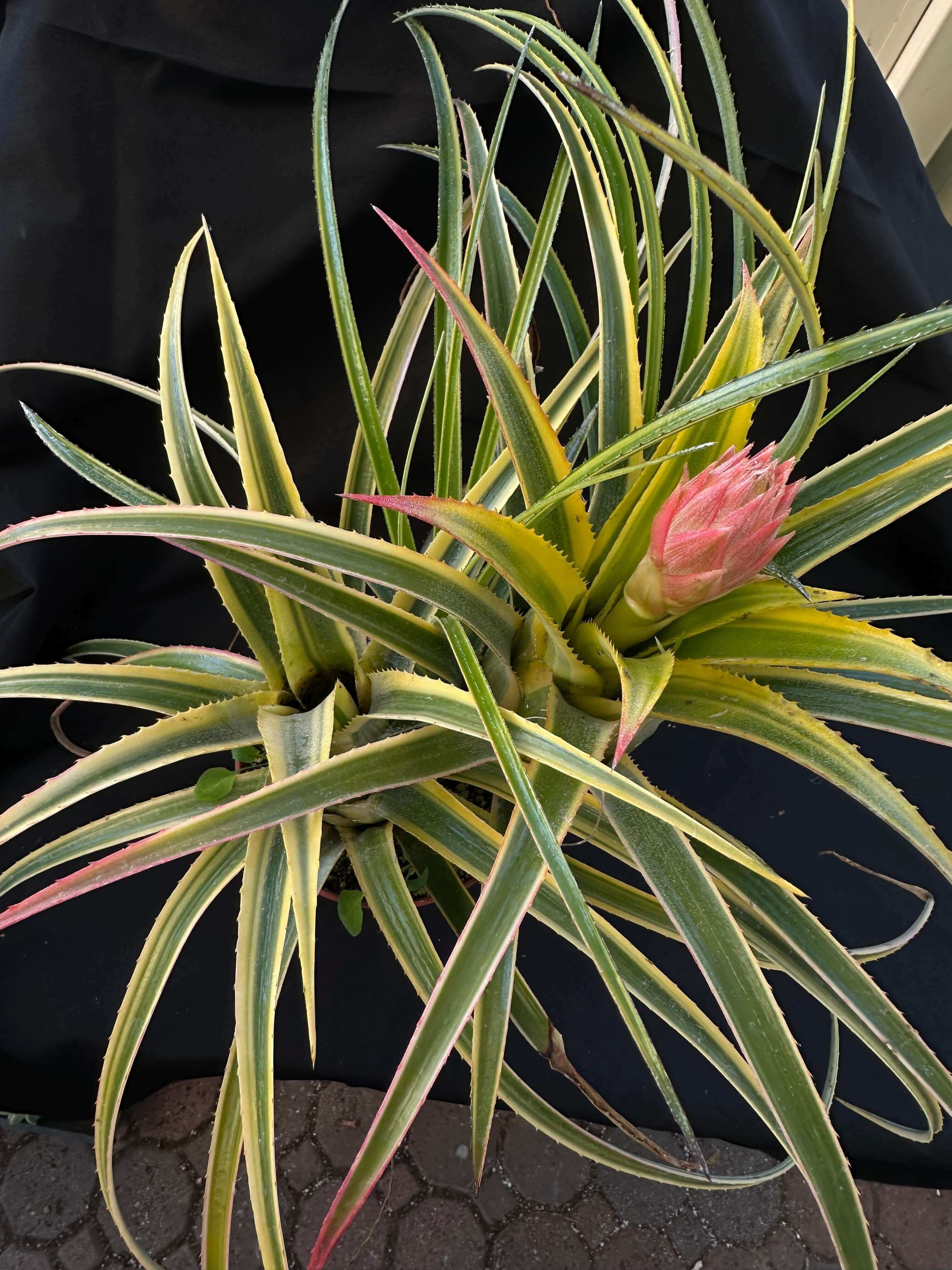 Aztec Gold Variegated Bromeliad Cluster